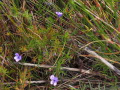 Viola decumbens scrotiformis