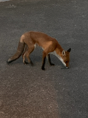 Vulpes vulpes