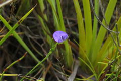 Psoralea laxa