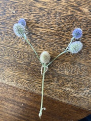 Eryngium articulatum