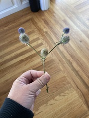 Eryngium articulatum