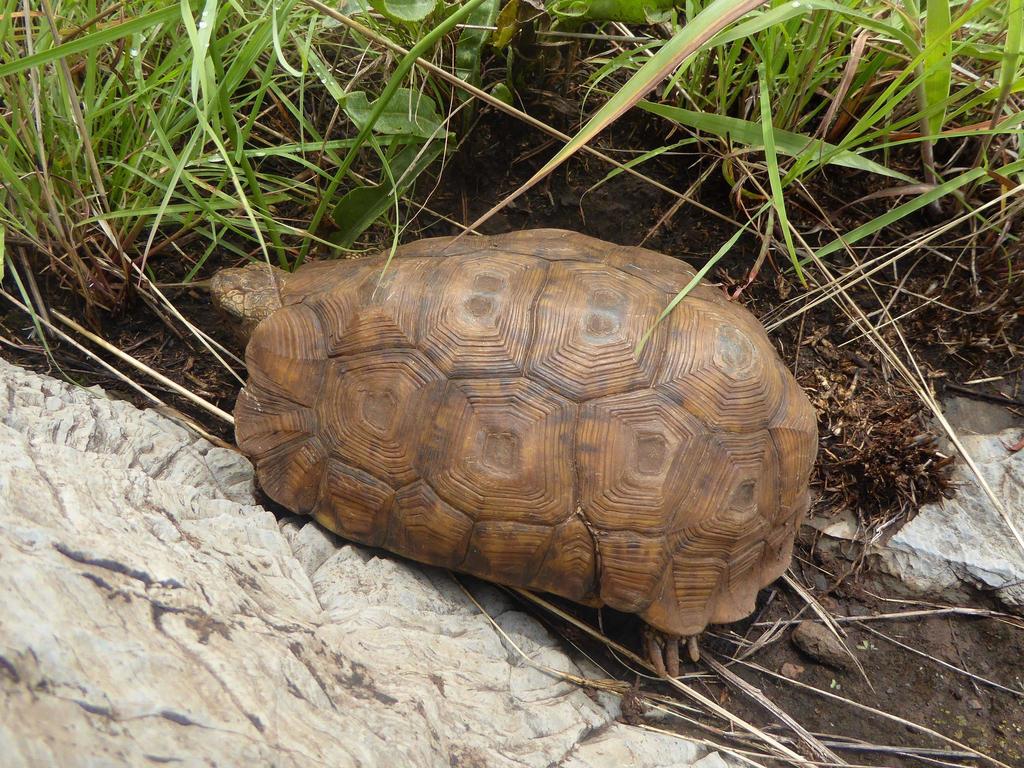 Lobatse Hinged Tortoise