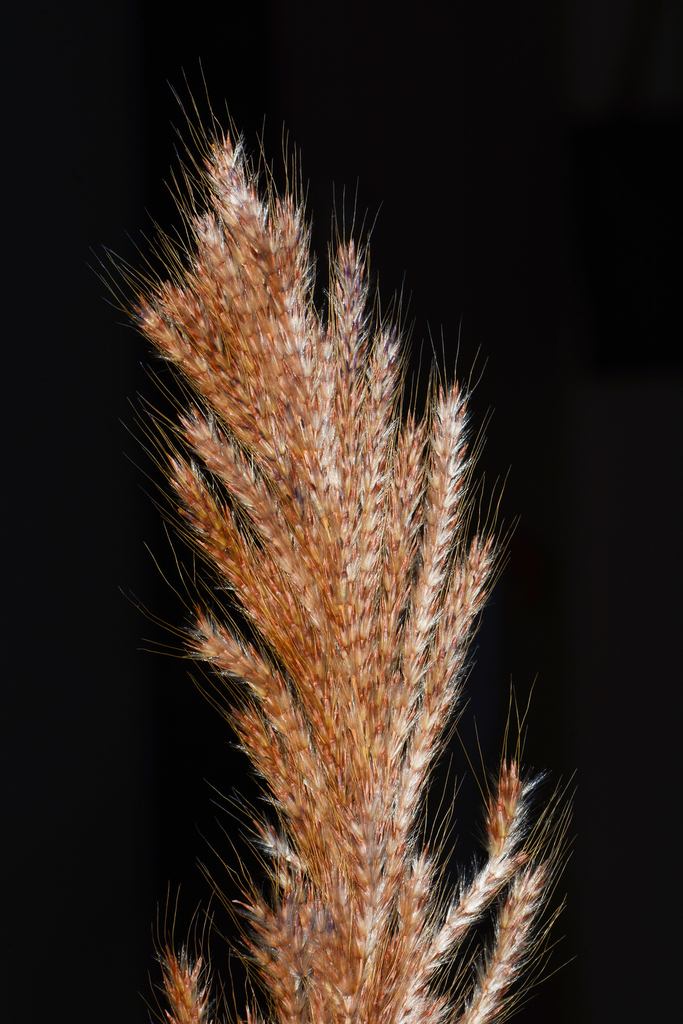 Saccharum filifolium (Saccharum filifolium)
