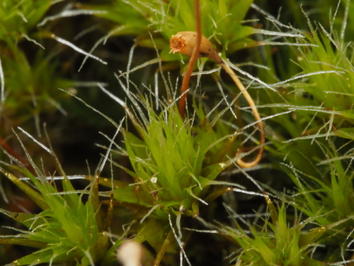 Heath Star-moss