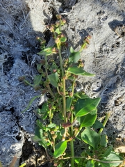 Oxybasis chenopodioides