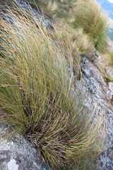 Chionochloa rigida rigida