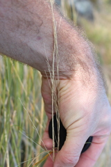 Chionochloa rigida rigida