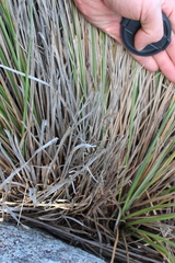 Chionochloa rigida rigida