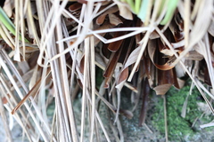 Chionochloa rigida rigida