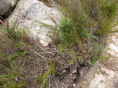 Viola decumbens scrotiformis