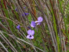 Viola decumbens scrotiformis