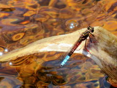 Platycypha fitzsimonsi