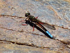 Platycypha fitzsimonsi