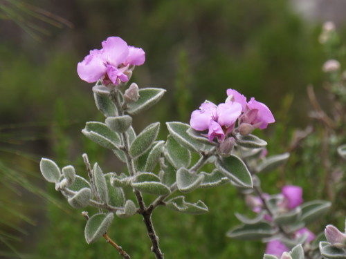 Image of Podalyria hirsuta by (c) Jeremy Gilmore, some rights reserved (CC BY)