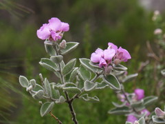 Podalyria hirsuta