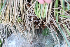 Chionochloa rigida rigida