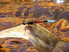 Platycypha fitzsimonsi