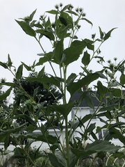 Helianthus