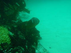 Chrysoblephus laticeps