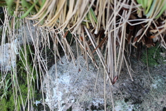 Chionochloa rigida rigida