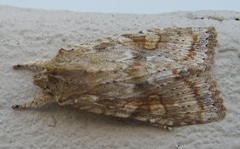 Lithophane bethunei