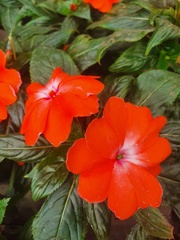Petunia