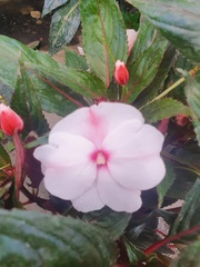 Petunia