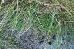 Chionochloa rigida rigida