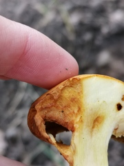 Cortinarius rubicundulus