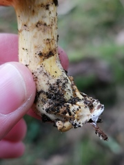 Cortinarius rubicundulus