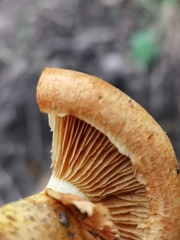Cortinarius rubicundulus