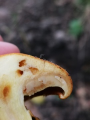 Cortinarius rubicundulus
