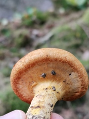 Cortinarius rubicundulus