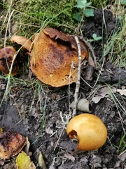 Cortinarius rubicundulus