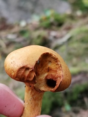 Cortinarius rubicundulus