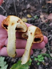 Cortinarius rubicundulus