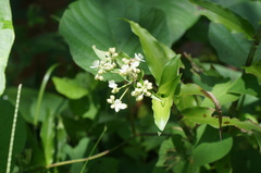 Tripogandra serrulata