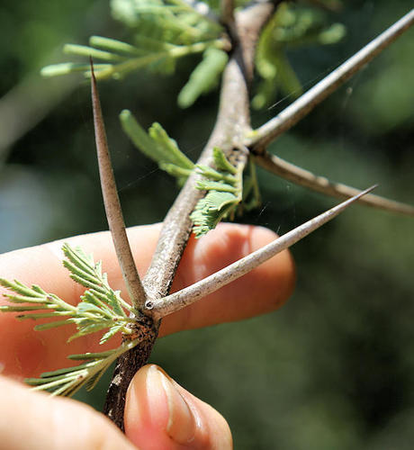 Egyptian acacia