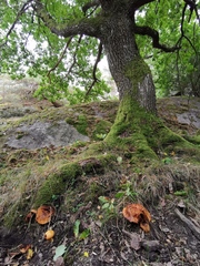 Cortinarius rubicundulus