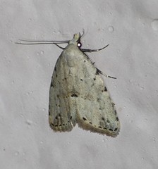 Dasyblemma straminea