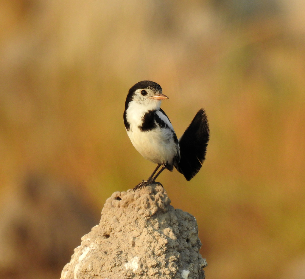 Cock-tailed Tyrant