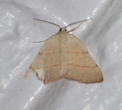 Drepanulatrix bifilata