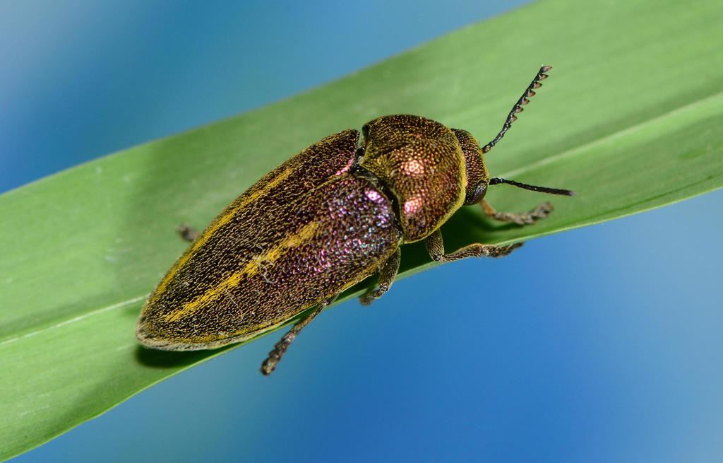 Protojulodis