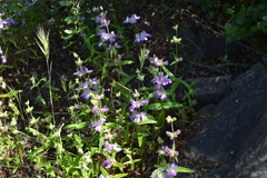 Collinsia concolor