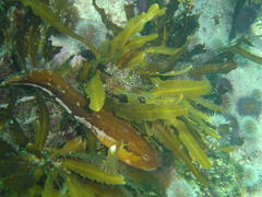 Clinus superciliosus