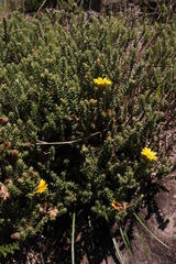 Arrowsmithia styphelioides