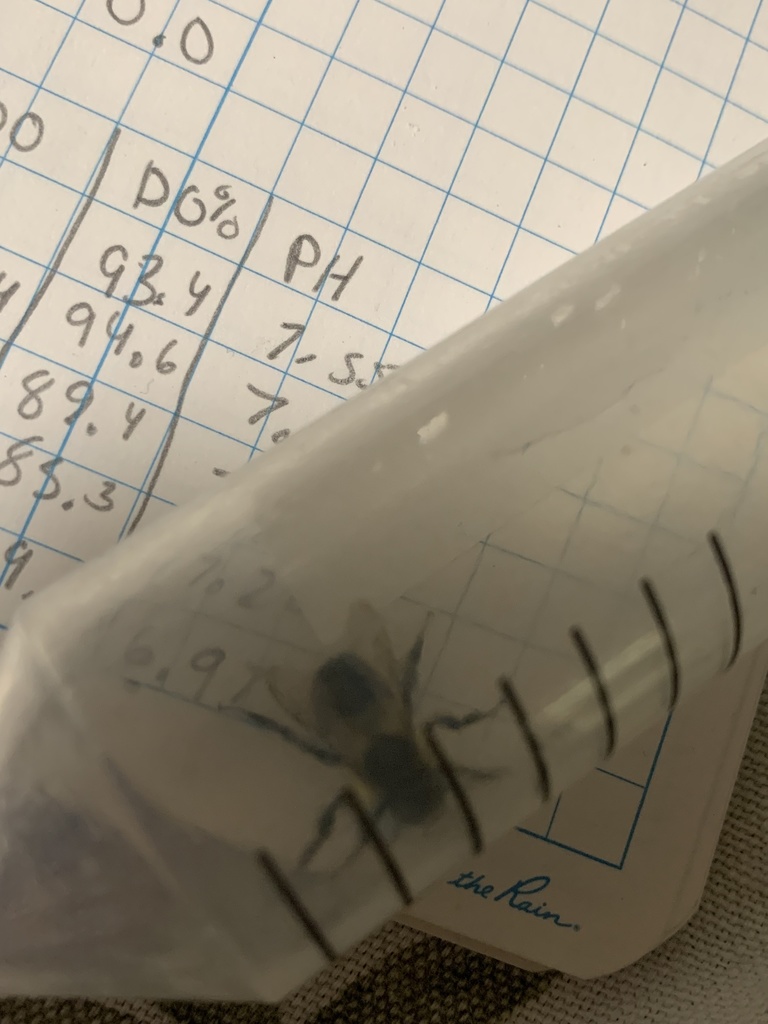 Common Eastern Bumble Bee from Bowman St, Malden, MA, US on September