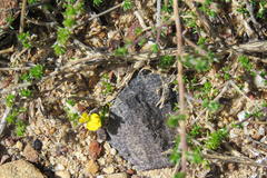 Aspalathus divaricata