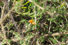 Aspalathus divaricata