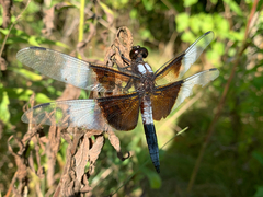 Libellula luctuosa